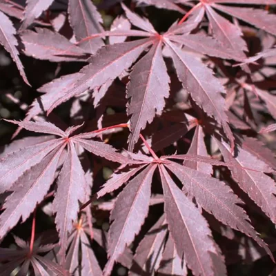 Acer palmatum 'Burgundy Lace'