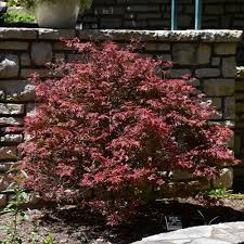 Acer palmatum 'Hime shojo'