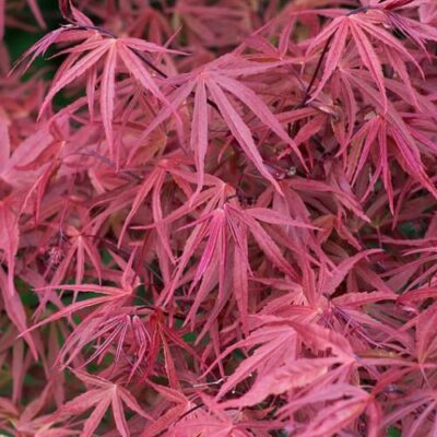 Acer palmatum 'Hubb's Red Willow'