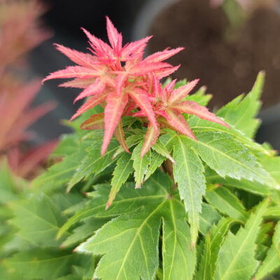 Acer palmatum 'Hupp's Dwarf'