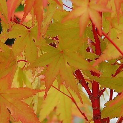 Acer palmatum 'Winter Flame'