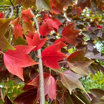 Acer buergerianum 'ABMTF' (Aeryn®)