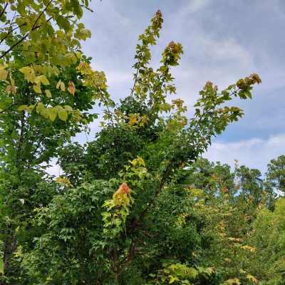 Acer buergerianum 'ABMTF' (Aeryn®)