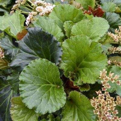 Bergenia 'Ripple Effect'