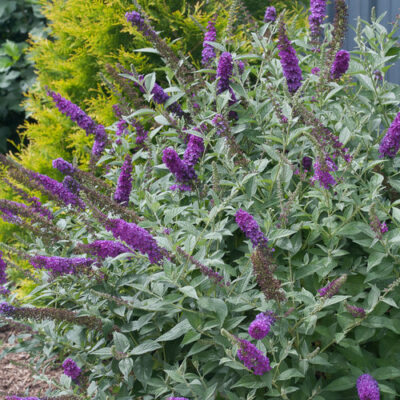 Buddleia 'Miss Violet'