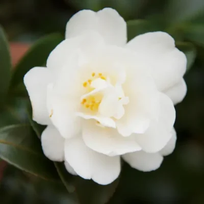 Camellia sasanqua 'White Christmas'