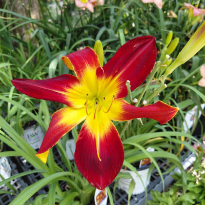 Hemerocallis 'Ruby Spider'