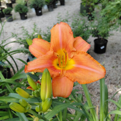 Hemerocallis 'South Seas'