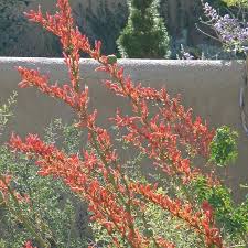 Hesperaloe parviflora 'Coral Glow'
