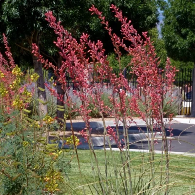 Hesperaloe parviflora 'Straight Up Red'