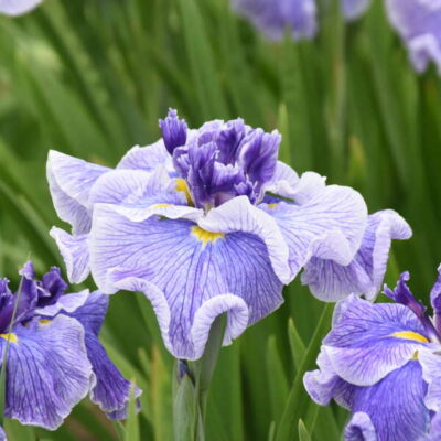 Iris ensata 'Center of Attention'