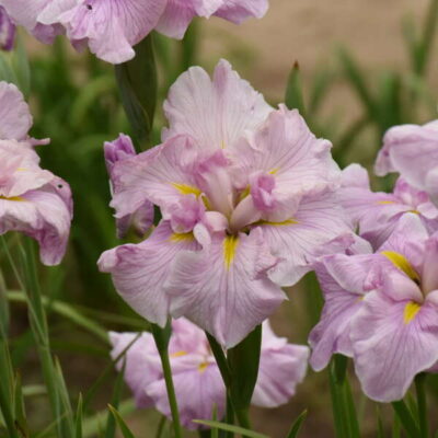 Iris ensata 'Pinkerton'