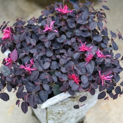 Loropetalum chinense 'Beni Hime' (Jazz Hands® Mini)