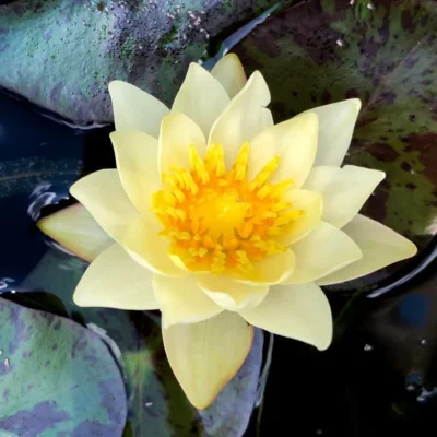Nymphaea pygmaea 'Helvola'