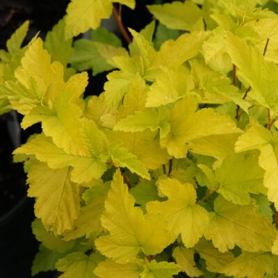 Physocarpus opulifolius 'Podaras 3' (Lemon Candy®)