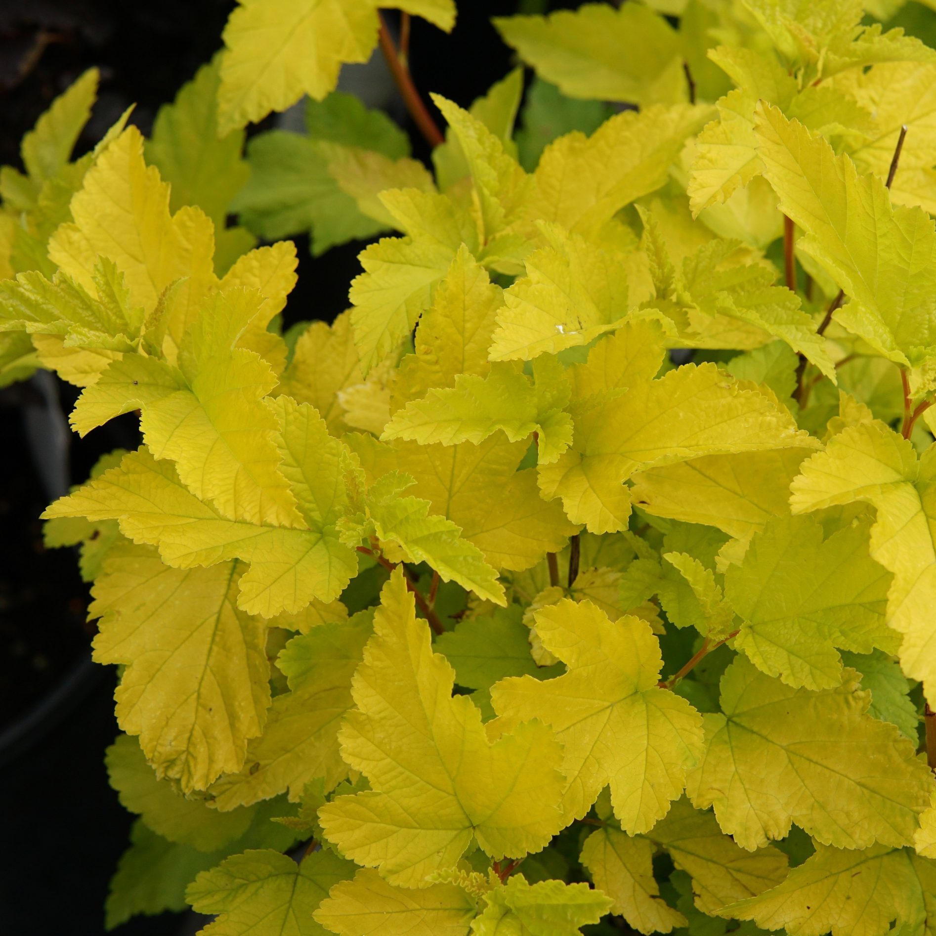 Physocarpus opulifolius 'Podaras 3' (Lemon Candy®)
