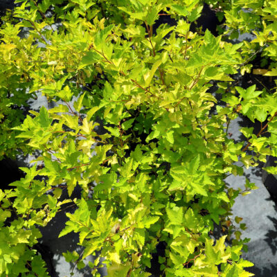 Physocarpus opulifolius 'Podaras 3' (Lemon Candy®)