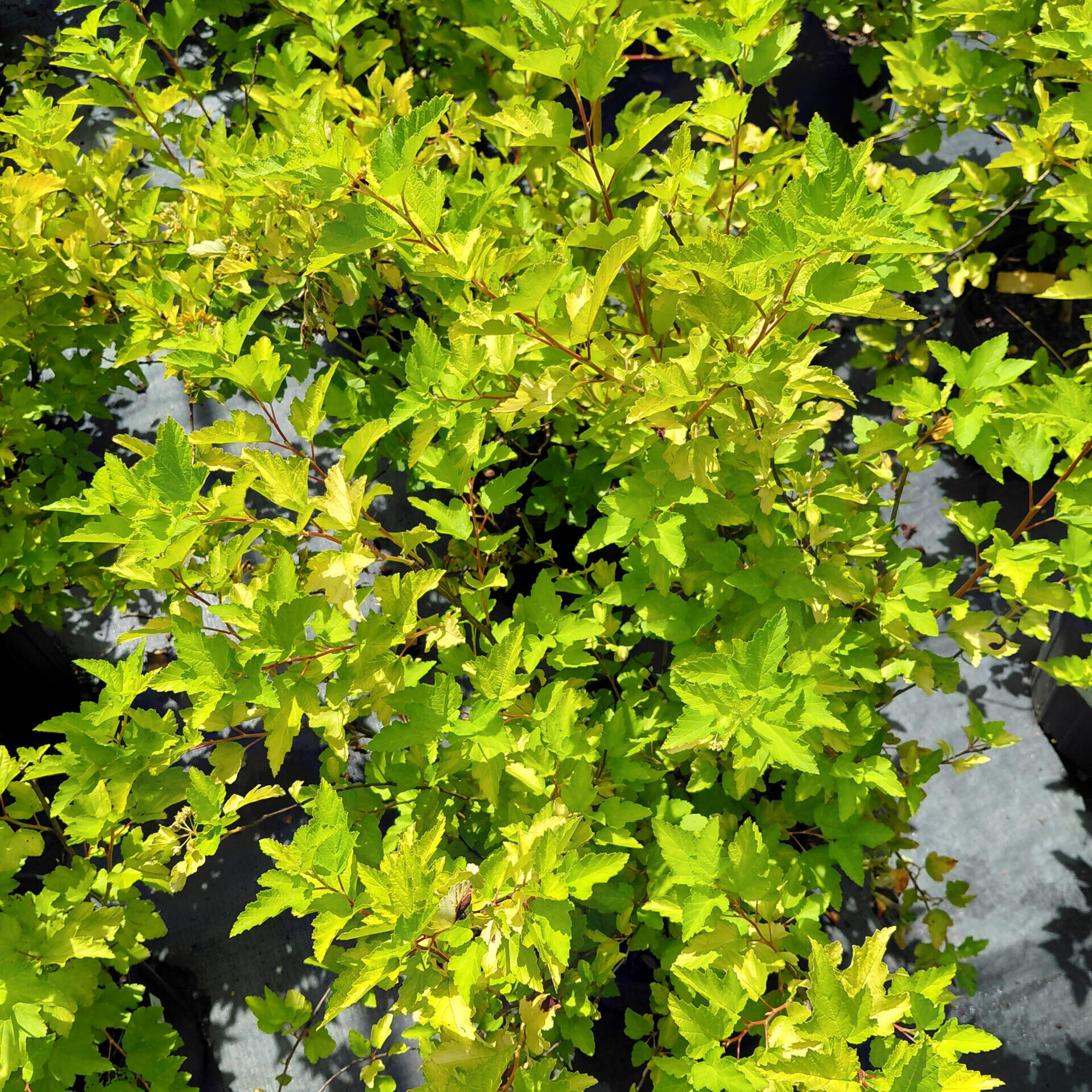 Physocarpus opulifolius 'Podaras 3' (Lemon Candy®)