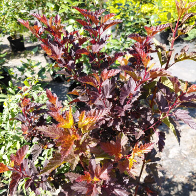 Physocarpus opulifolius 'Hoogi016' (Little Angel®)