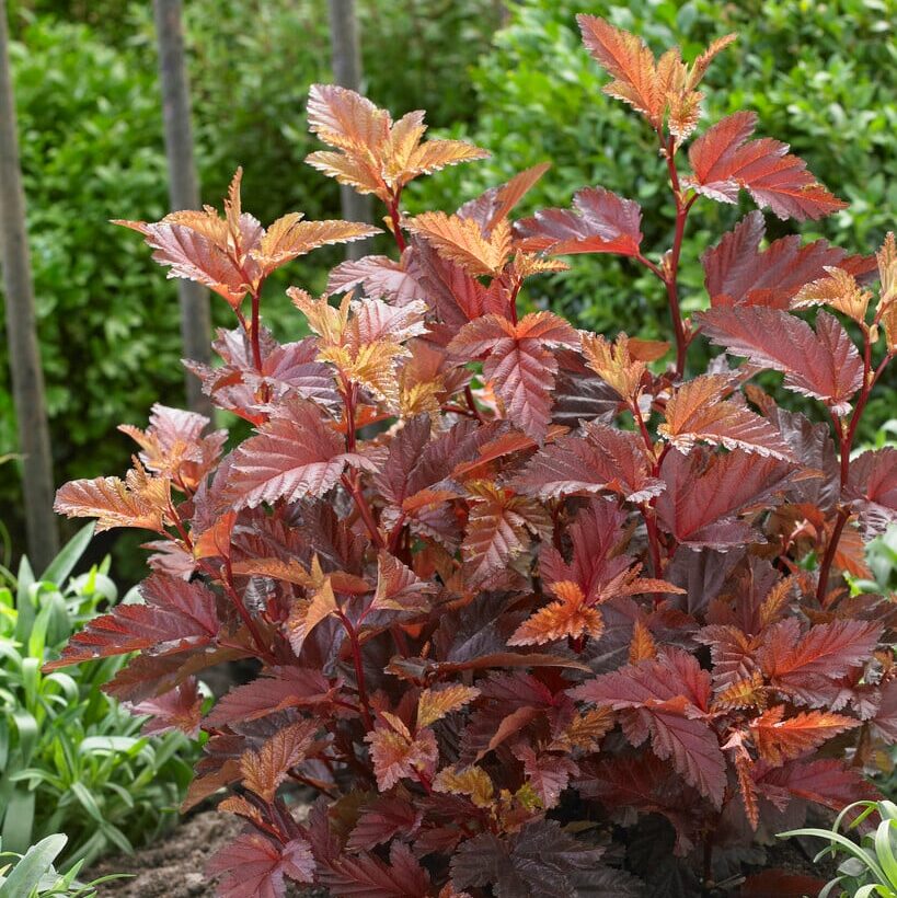 Physocarpus opulifolius 'Hoogi016' (Little Angel®)