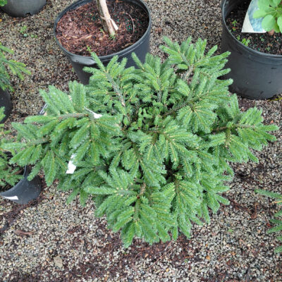 Picea orientalis 'Bergman's Gem'