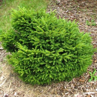 Picea orientalis 'Bergman's Gem'
