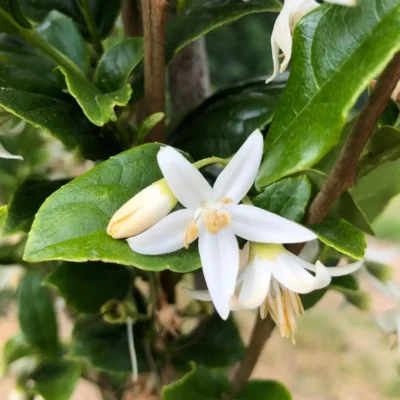 Styrax x RNI-RIXRED (Starway to Heaven)