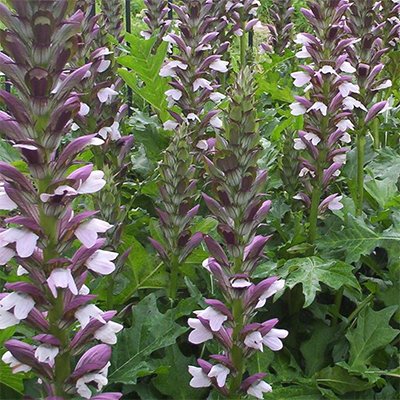 Acanthus 'Morning's Candle'