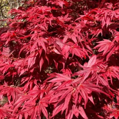 Acer palmatum 'Aratama'