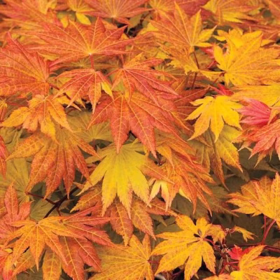 Acer shirasawanum 'Junihitoe'