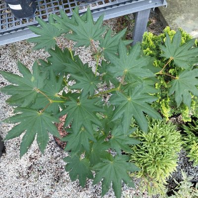 Acer shirasawanum 'Junihitoe'