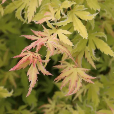 Acer palmatum Metamorphosa®