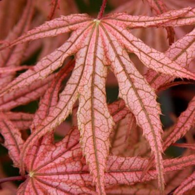 Acer palmatum 'Olsen's Frosted Strawberry'