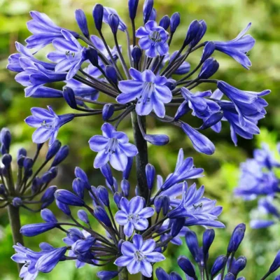 Agapanthus 'Black Buddhist'