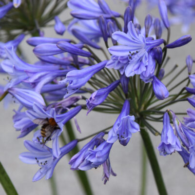 Agapanthus 'Dr. Brouwer'