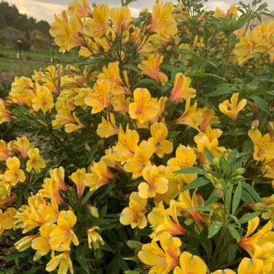 Alstroemeria 'Golden Tiara'