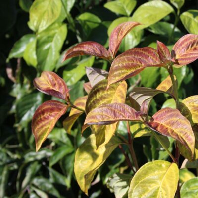 Cornus florida 'Pumpkin Patch'