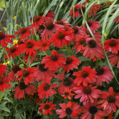 Echinacea purpurea Sombrero® Salsa Red