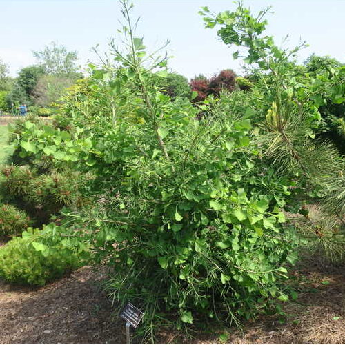 Ginkgo biloba 'Weeping Wonder'