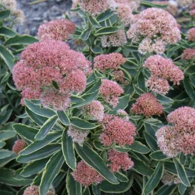 Hylotelephium (fka Sedum) 'Frosted Fire'