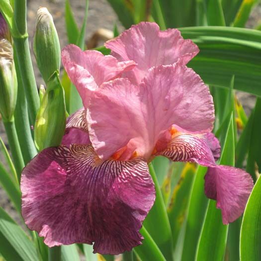 Iris germanica 'Autumn Rose'