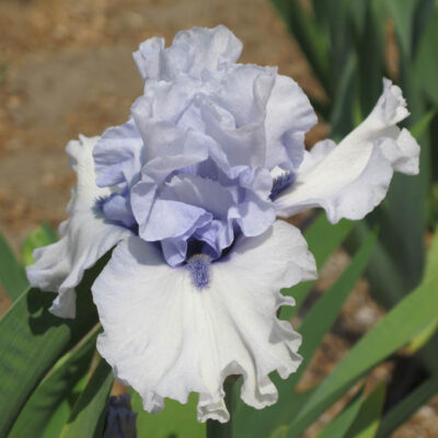 Iris germanica 'Blue Trill'