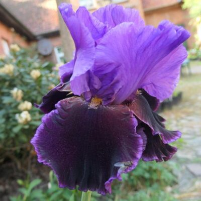 Iris germanica 'Violet Turner'