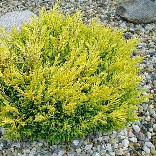 Juniperus horizontalis 'Limeglow'
