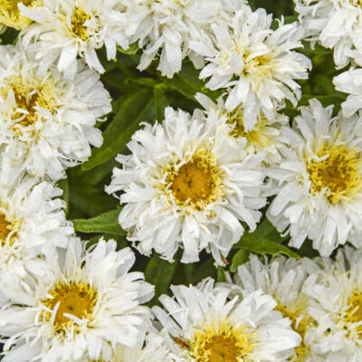 Leucanthemum superbum 'Ice Cream Dream'