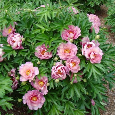 Paeonia Itoh Hybrid 'Pink Double Dandy'