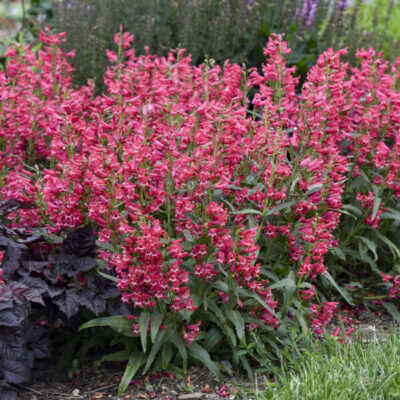 Penstemon barbatus Bejeweled®'Rose Rhinestones'