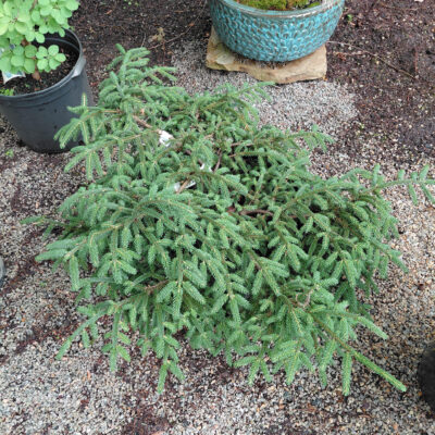 Picea orientalis 'Ferny Creek Prostrate'