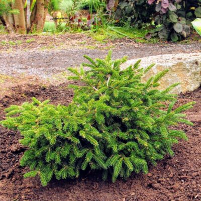 Picea orientalis 'Ferny Creek Prostrate'