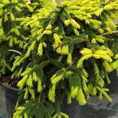 Picea orientalis 'Lemon Spreader'